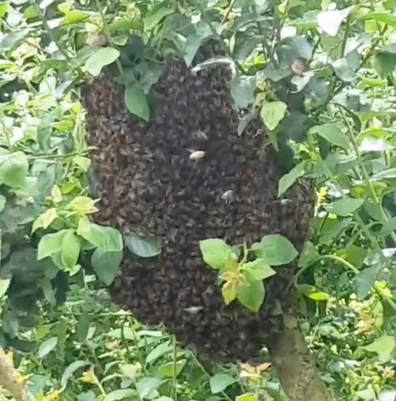 essaimage-d-abeilles